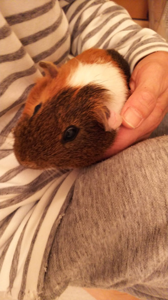 保護モル のぶくん サムネイル2