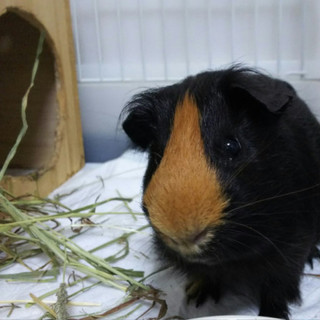 保護モル さだくん