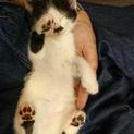白黒ちょびひげちゃん里親様募集です