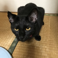 モコ