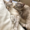 猫松