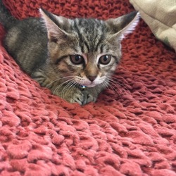 新しい家族が増えました