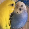セキセイインコの里親を探しています