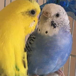 セキセイインコの里親を探しています