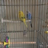 セキセイインコの里親を探しています サムネイル2