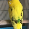 セキセイインコの里親を探しています サムネイル3