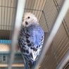 セキセイインコの里親を探しています サムネイル4