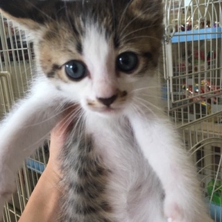 美人茶白キジの野々美ちゃん！他20匹子猫がいます。