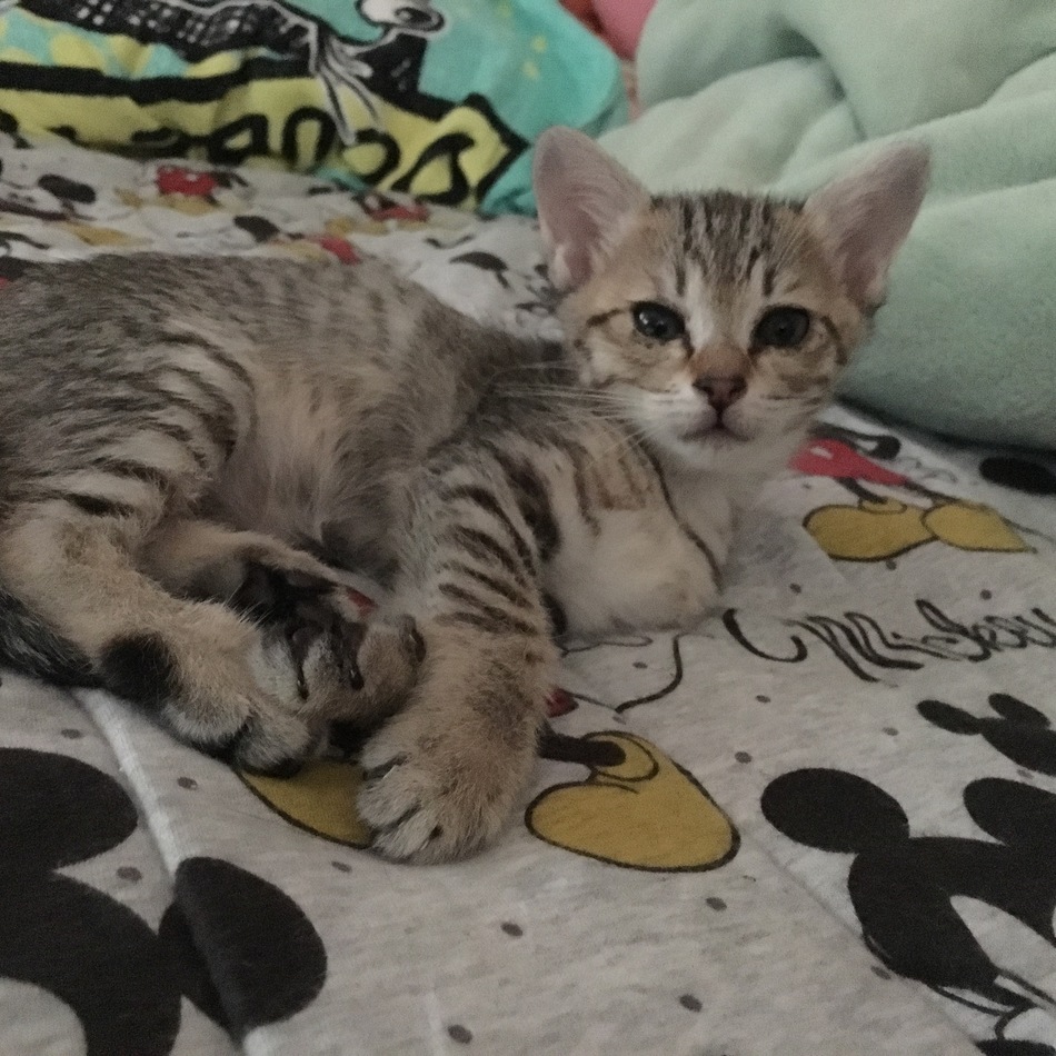 GUCCIのカバー写真