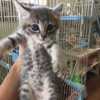 ドヤ顔ぷりてぃミャーコ！他20匹子猫がいます！