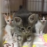 ドヤ顔ぷりてぃミャーコ！他20匹子猫がいます！ サムネイル3