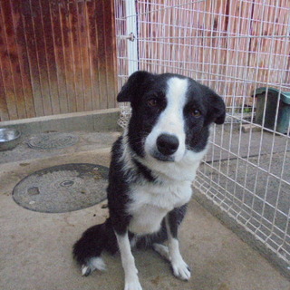 ４歳のボーダーコリー