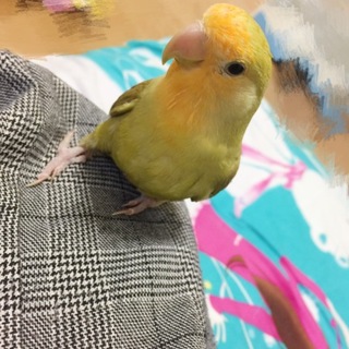 元気な子 コザクラインコ～
