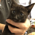 黒猫の男の子「ヤマトくん」を助けて下さい！