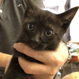 黒猫の男の子「ヤマトくん」を助けて下さい！