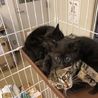黒猫の男の子「ジジくん」を助けて下さい！ サムネイル3