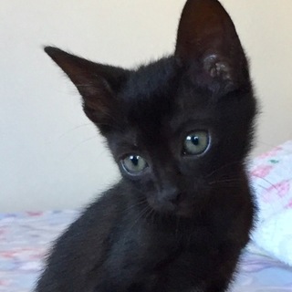 甘えんぼのカリンちゃん…2ヶ月半