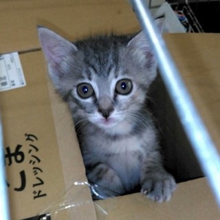 動管から引き出し　ミャーミャー鳴く可愛い三毛メス