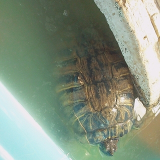 ミドリガメの里親