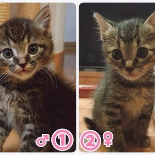 動物管理センター引き出し　仲良し双子猫