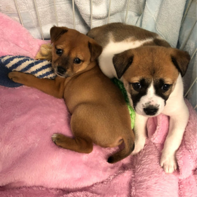 ひげねこ会のカバー写真