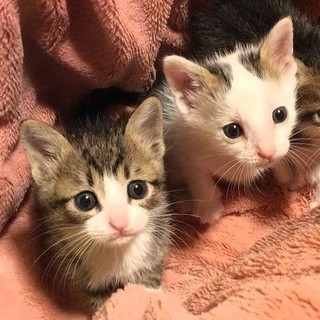 動物管理センター引き出し　仲良し兄弟