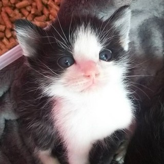 動物管理センターから引き出し　ハチワレ3兄妹