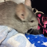 もふ
