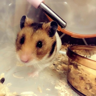 ゴールデンハムスター♂