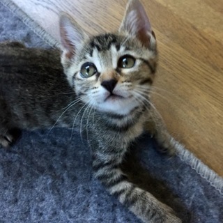 肩乗り子猫のスミレちゃん…2ヶ月半
