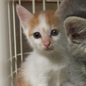 オレンジ白！勇敢なヤンマー君！他20匹子猫がいます