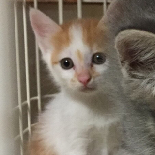 オレンジ白！勇敢なヤンマー君！他20匹子猫がいます