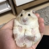ゆうか、