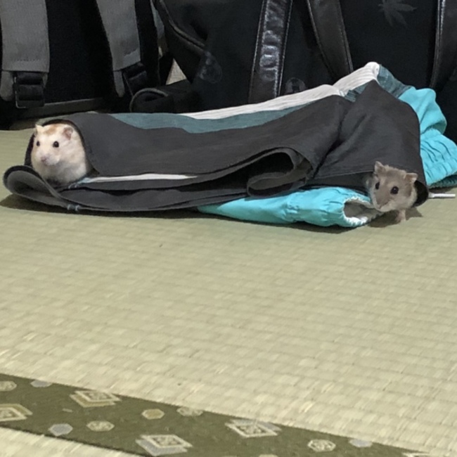 ゆうか、のカバー写真