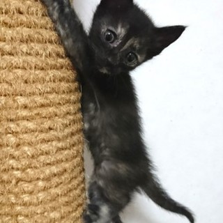 サビ好きにはたまらない！黒サビの甘えん坊