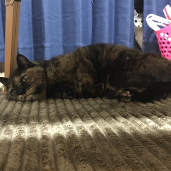 NEBOのカバー写真