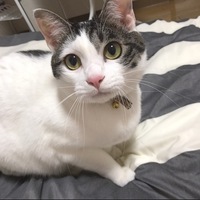 ぺこ