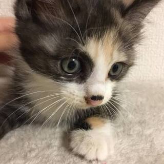 野良猫の飼育放棄、4姉妹で保護された子猫です。