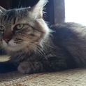 キジトラ（長毛）保護猫です