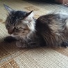 キジトラ（長毛）保護猫です サムネイル2