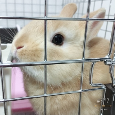 あっぷ