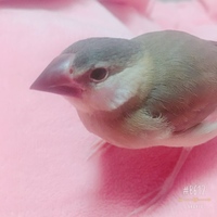 ふーちゃん