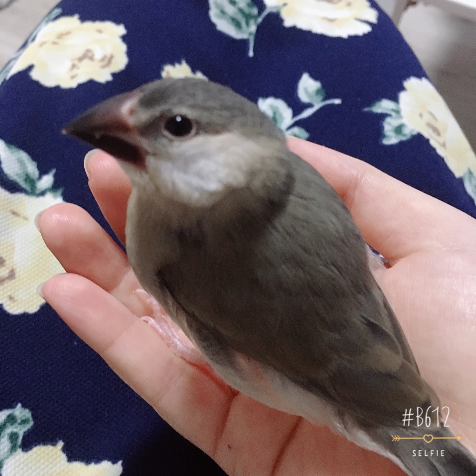 ふーちゃんのカバー写真