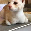 人懐っこさ ピカイチ！ミルクティー色の 甘えん坊