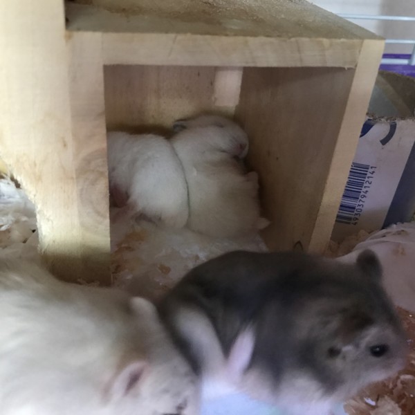 ジャンガリアンハムスター サムネイル2