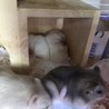 ジャンガリアンハムスター サムネイル2