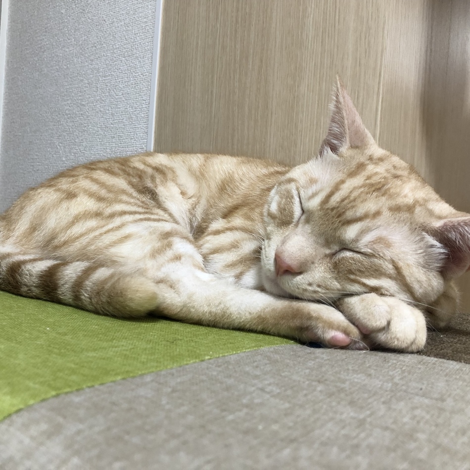 ラテのカバー写真