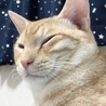 ラテ