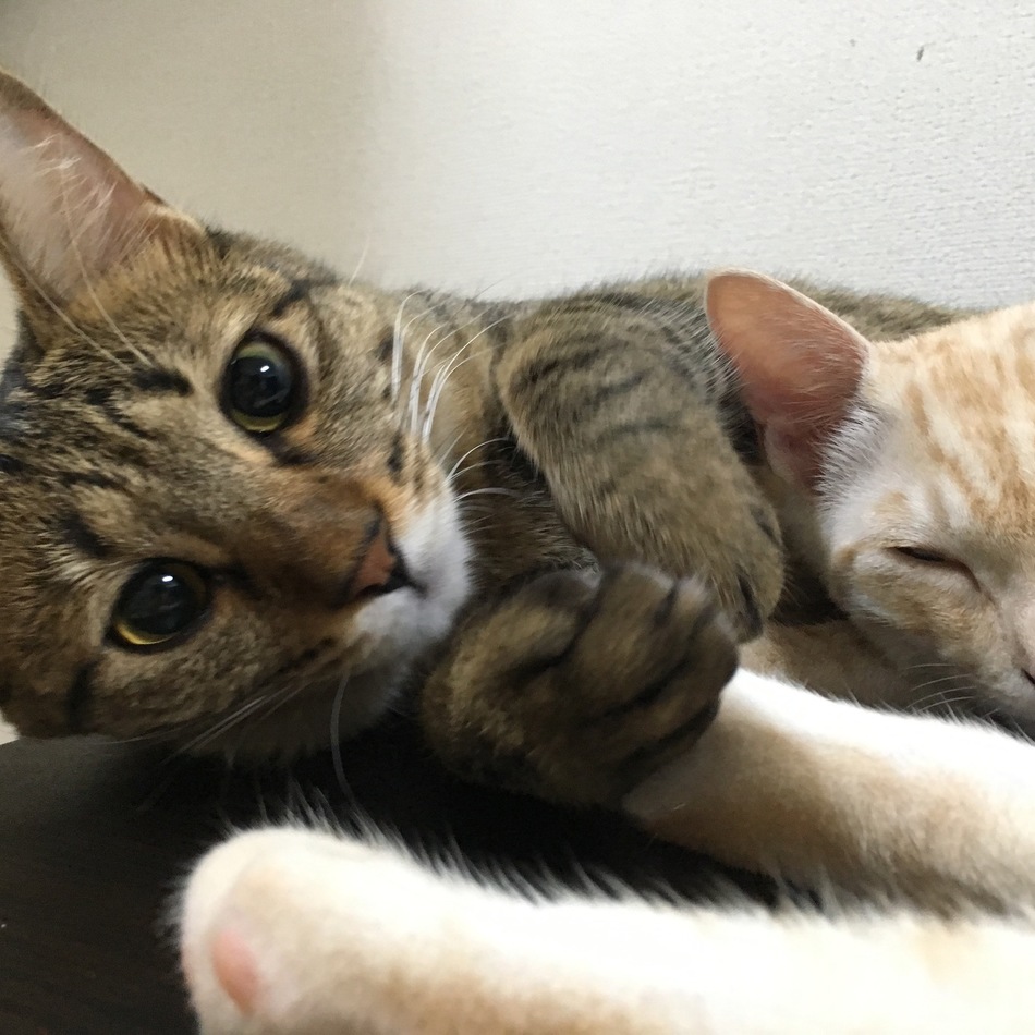 ぷーのカバー写真
