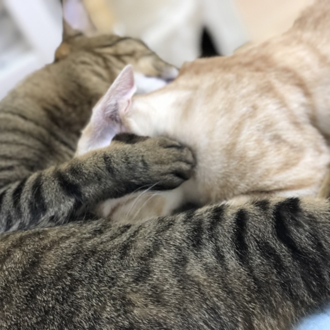 cat_necoのカバー写真